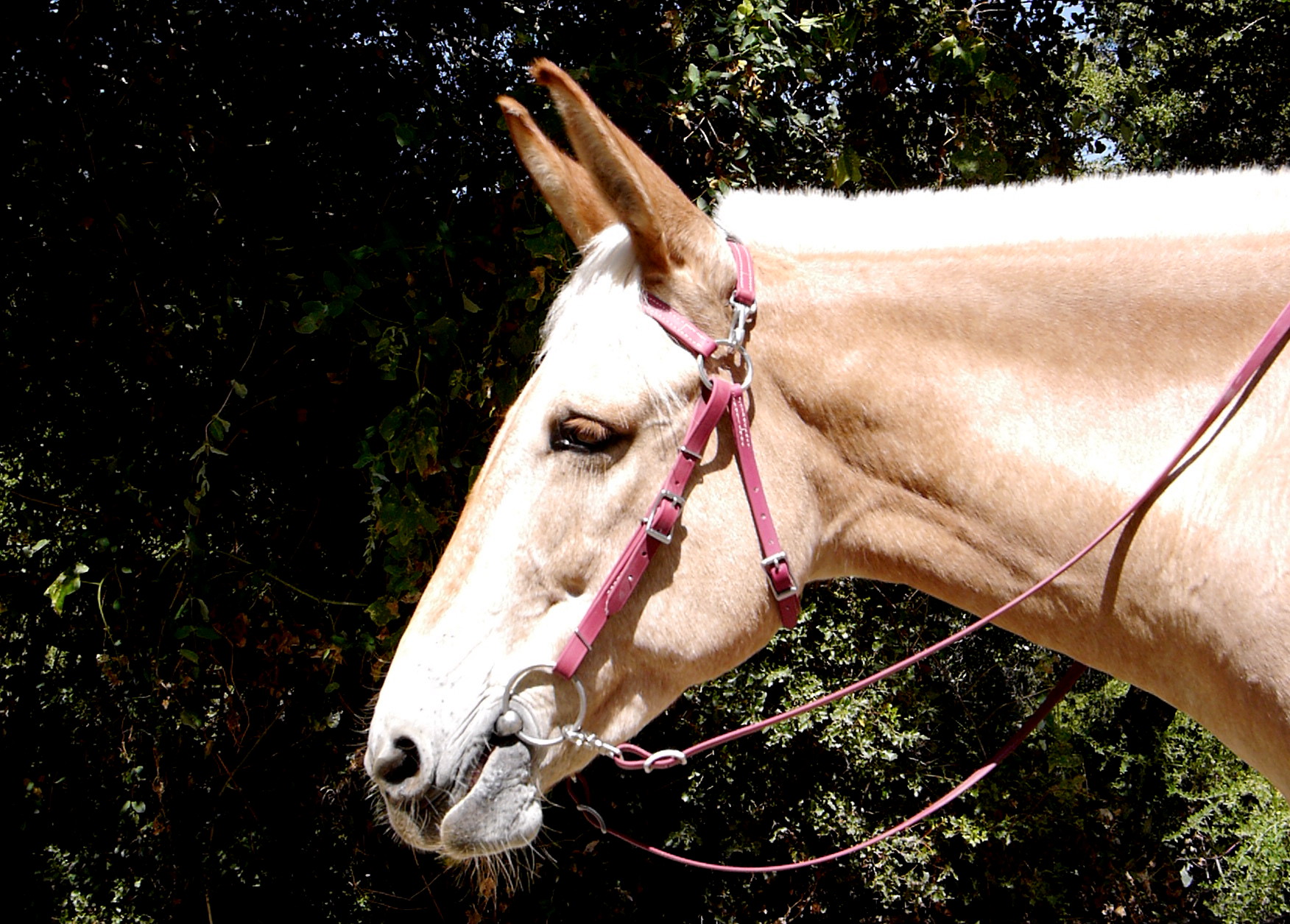 Two Horse Tack Mule Bridle