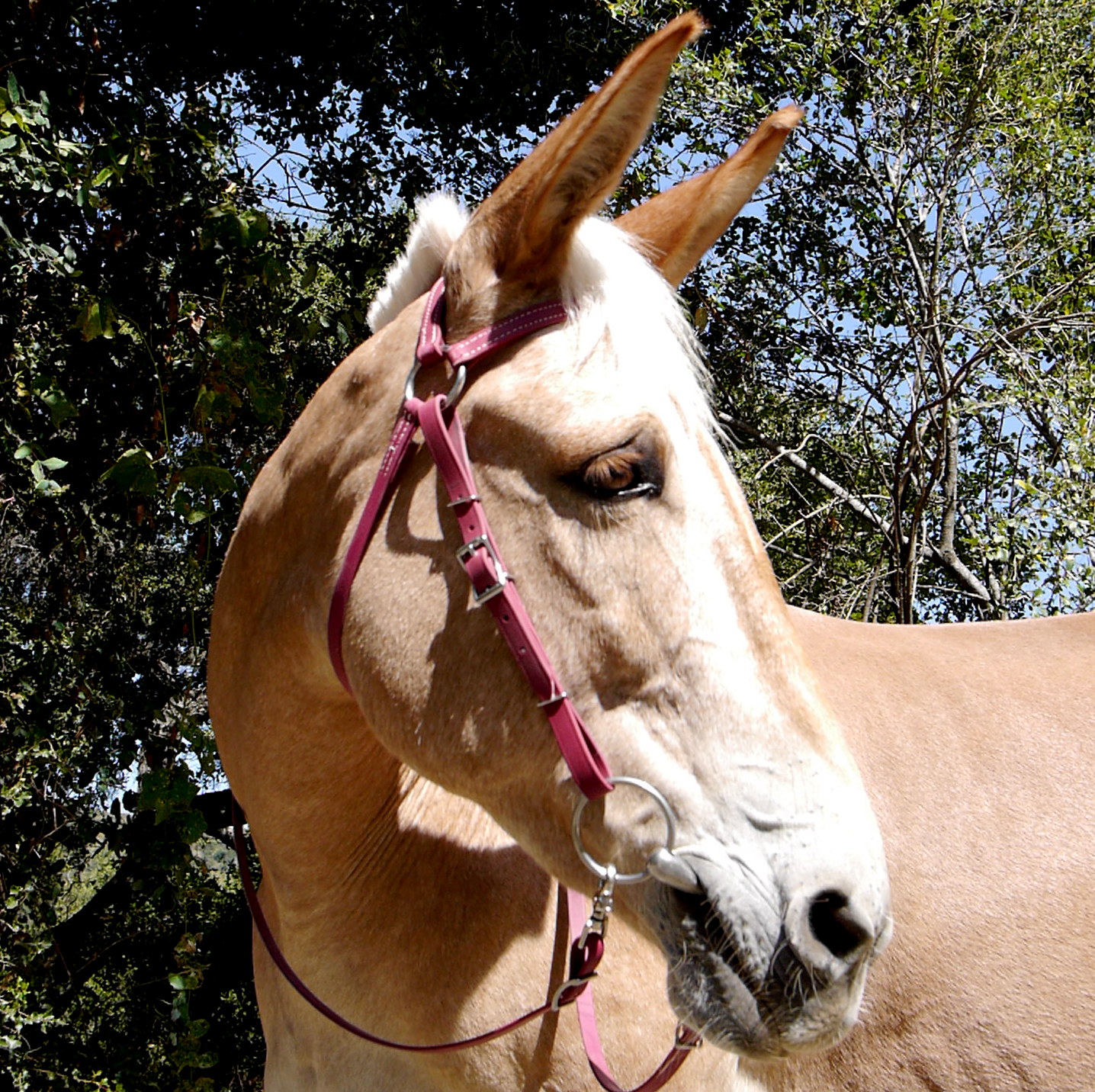 Two Horse Tack Mule Bridle